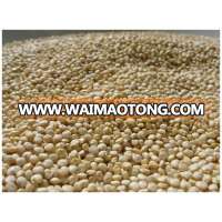 Quinoa Grain/ Quinoa Seeds/Organic Quinoa Grain for sales