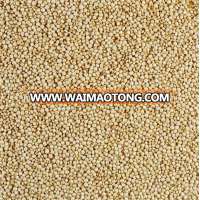 WHITE QUINOA SEEDS