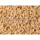 Animal Grade Wheat