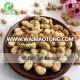 China Qinghai Origin dry broad beans/Fava Beans