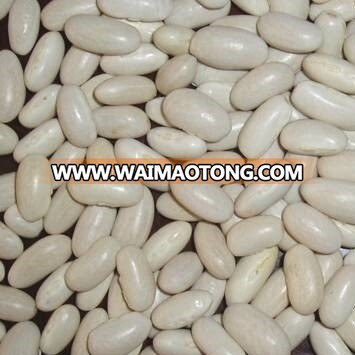 White Kidney Beans Long and Round shape