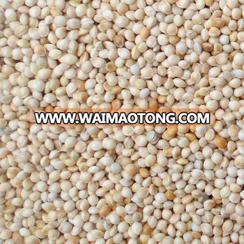 White Sorghum Indian and Australian origin