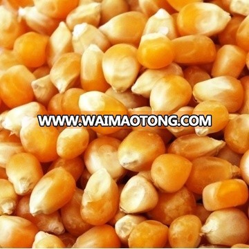 White and yellow corn maize for human consumption and animal feed