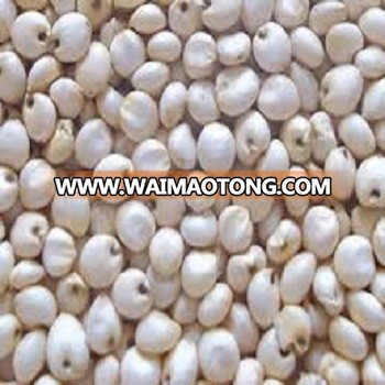 White Sorghum